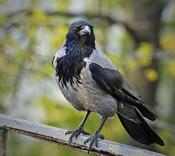 250px-Corvus_cornix_-perching-8.jpg