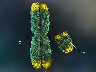 shutterstock_1202760703_x and y chromosomes_x un y hromosomas.jpg