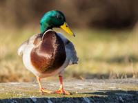 Shutterstock_797180761_duck_pīle.jpg