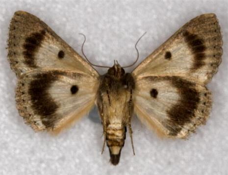 puuciite1.jpg