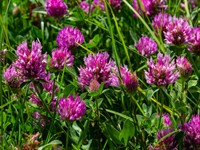 Shutterstock_2450075671_red clover_sarkanais āboliņš.jpg