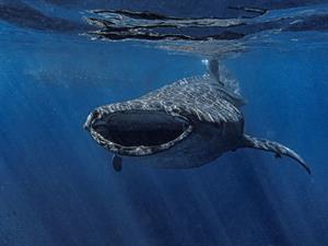 Shutterstock_2492909809_whale_valis.jpg