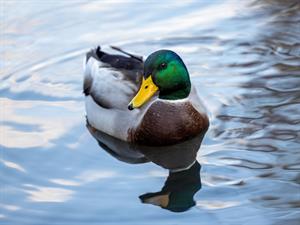 Shutterstock_1864531516_duck_pīle.jpg