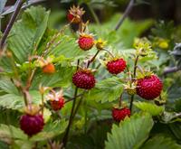 wild-strawberry-4834075_1920.jpg