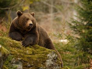 Shutterstock_270172469_bear_lācis.jpg