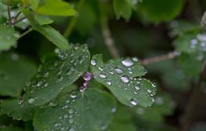 drops-2010645_960_720.jpg