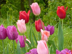 tulpes6.jpg