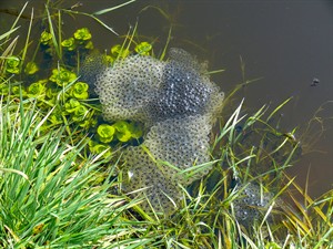 shutterstock_1207136485_spawn of a frog_vardes nārsts.jpg