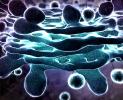 golgi-apparatus.jpg