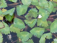 shutterstock_2628588087_water chestnut_ezerrieksts.jpg