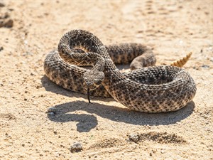 shutterstock_2494534891_rattlesnake_klaburčūska.jpg
