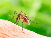 Shutterstock_657528181_mosquito_ods.jpg