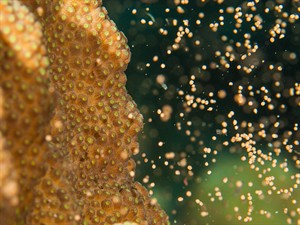 shutterstock_1811774263_star coral spawning_koraļļa vairošanās.jpg