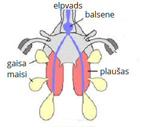 elpp.png