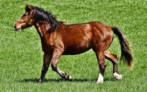 horse-3611921_960_720.jpg