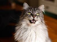 Shutterstock_2231415945_cat meowing_kaķis ņaud.jpg