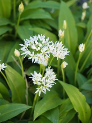 Shutterstock_1891514305_wild leek_savvaļas puravs.jpg