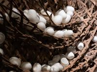 Shutterstock_1650045829_silkworm cocoons_zīdtauriņa kāpuru kokoni.jpg