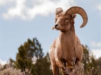 Shutterstock_279928460_ram_auns.jpg