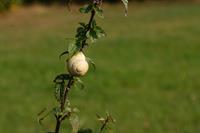 snail-4407837_1280.jpg