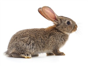 shutterstock_2471079003_rabbit_trusis.jpg