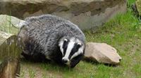 badger-44204_1280.jpg