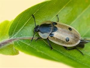 Shutterstock_1601911669_Four-Spotted Carrion Beetle_Četrplankumainais rupjvabolis.jpg