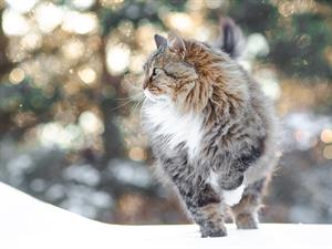 shutterstock_2573155345_cat_kaķis.jpg