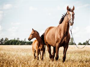 Shutterstock_1716564223_horses_zirgi.jpg