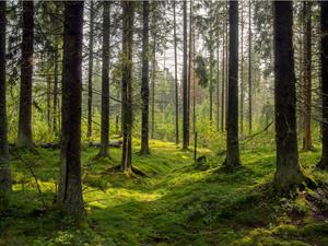 forest.jpg
