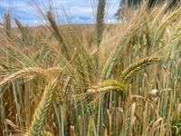 shutterstock_2486677193_barley_mieži.jpg