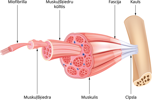 muskulis.png