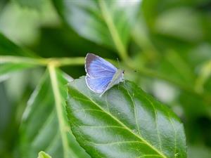 shutterstock_2614763611_butterfly_taurenis.jpg