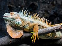 Shutterstock_2397348347_iguana_iguāna.jpg