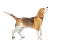 shutterstock_71584903.jpg