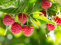 shutterstock_1063904021.jpg