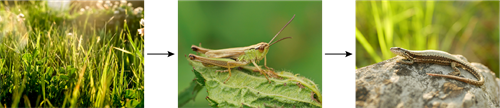YCUZD_250821_7562_barības ķēde_pļava_1.png