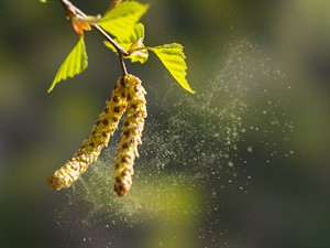 shutterstock_2291233487_birch pollen_bērza putekšņi.jpg
