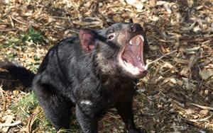 tasmanian devil pix.jpg