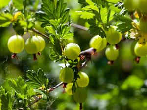 Shutterstock_2441304815_gooseberries_ērkšķogas.jpg