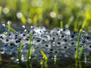 shutterstock_2119702739_frog eggs_vardes olas.jpg