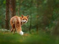 Shutterstock_749632714_fox_lapsa.jpg