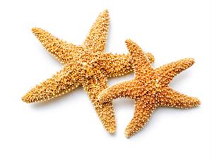 Shutterstock_177566210_starfishs_jūras zvaigznes.jpg