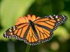 Shutterstock_1806226243_butterfly_tauriņš.jpg