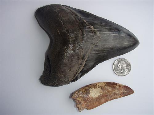 800px-Carcharodontosaurus_and_Megalodon_teeth.jpg