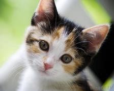 young-calico-cat.jpg