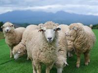 Shutterstock_2476865173_sheeps_aitas.jpg