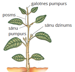 plant structure2.png