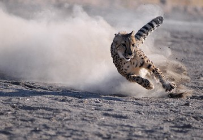 cheetah-running.png