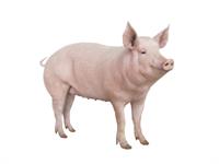 Shutterstock_1217554525_pig_cūka.jpg